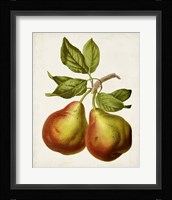 Antique Fruit XI Framed Print