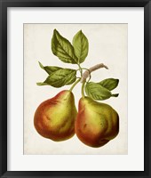 Antique Fruit XI Framed Print