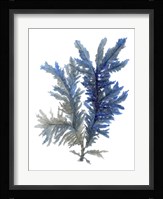 Ocean Bloom I Framed Print