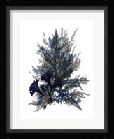 Ocean Bloom II Framed Print