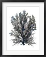 Ocean Bloom III Fine Art Print