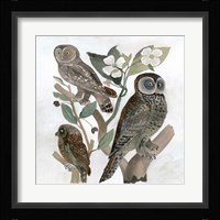 Traditional Owls II Fine Art Print