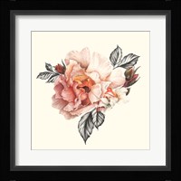 The Light of Day Rose I Framed Print