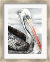 Grey Pelican I Fine Art Print