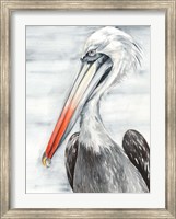 Grey Pelican II Fine Art Print
