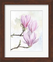 Magnolia Blooms I Fine Art Print