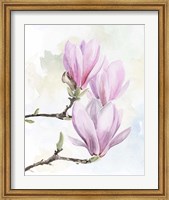 Magnolia Blooms I Fine Art Print