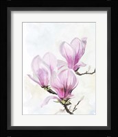 Magnolia Blooms II Framed Print