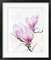 Magnolia Blooms II Framed Print