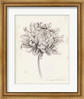 Graphite Chrysanthemum Study I Fine Art Print