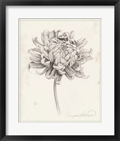 Graphite Chrysanthemum Study I Framed Print