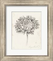 Graphite Chrysanthemum Study II Fine Art Print