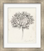 Graphite Chrysanthemum Study II Fine Art Print