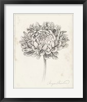 Graphite Chrysanthemum Study II Framed Print