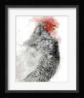 Plymouth Rooster II Framed Print