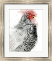 Plymouth Rooster II Fine Art Print