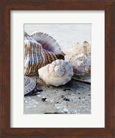 Gifts of the Shore I Fine Art Print