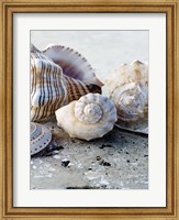 Gifts of the Shore I Fine Art Print