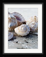Gifts of the Shore I Fine Art Print