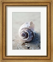 Gifts of the Shore III Fine Art Print