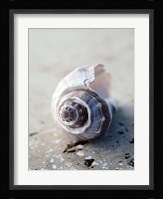 Gifts of the Shore III Fine Art Print