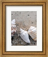 Gifts of the Shore IV Fine Art Print
