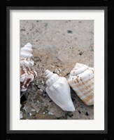 Gifts of the Shore IV Fine Art Print