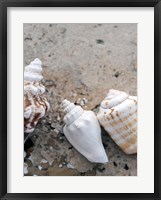 Gifts of the Shore IV Fine Art Print
