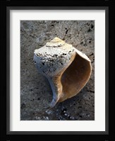 Gifts of the Shore V Fine Art Print