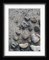 Gifts of the Shore VI Fine Art Print
