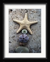 Gifts of the Shore VII Fine Art Print