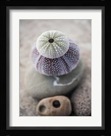 Gifts of the Shore VIII Fine Art Print