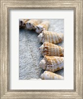 Gifts of the Shore X Fine Art Print