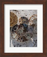 Gifts of the Shore XI Fine Art Print