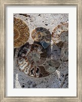 Gifts of the Shore XI Fine Art Print