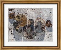 Gifts of the Shore XIV Fine Art Print