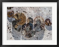 Gifts of the Shore XIV Fine Art Print