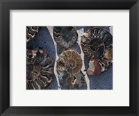 Gifts of the Shore XV Fine Art Print