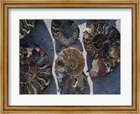 Gifts of the Shore XV Fine Art Print
