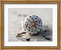 Gifts of the Shore XVII Fine Art Print