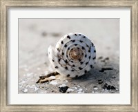 Gifts of the Shore XVII Fine Art Print