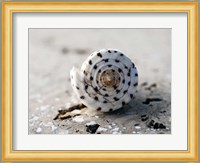 Gifts of the Shore XVII Fine Art Print