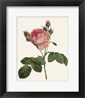 Redoute's Rose I Fine Art Print