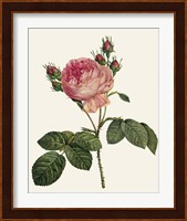 Redoute's Rose I Fine Art Print
