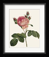 Redoute's Rose I Fine Art Print