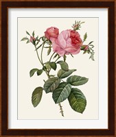 Redoute's Rose II Fine Art Print