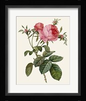 Redoute's Rose II Fine Art Print