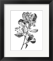 Hawthorn Berry Branch I Fine Art Print