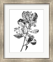 Hawthorn Berry Branch I Fine Art Print