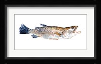Freckled Trout II Framed Print